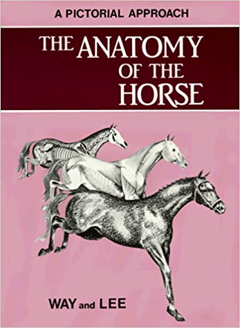 Anatomy of the Horse: a pictorial approach GENTLY USED softcover